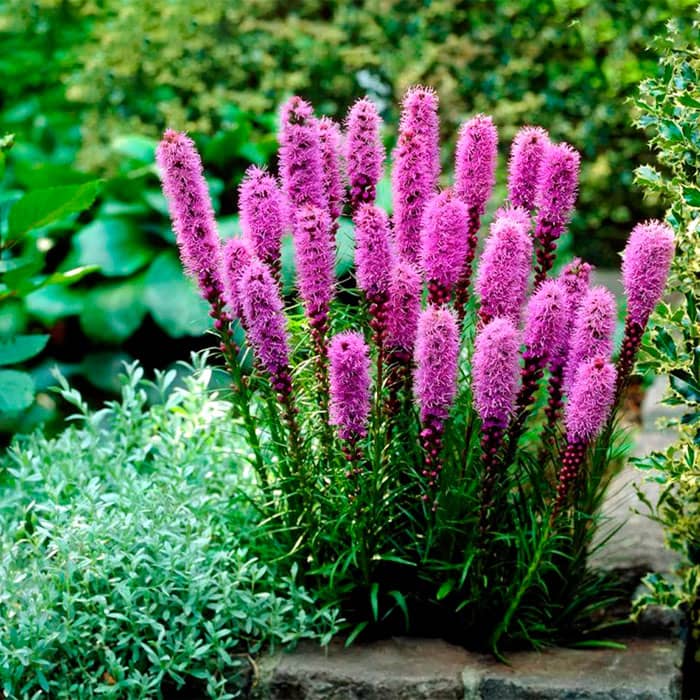 Насіння ліатрису рожевого