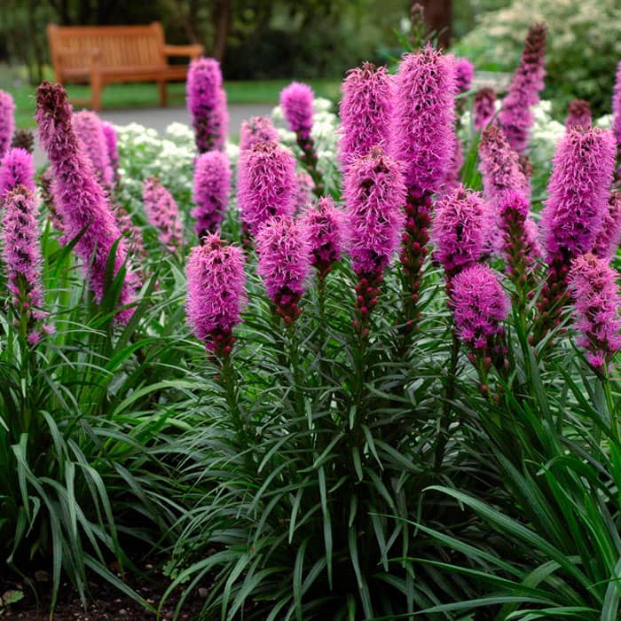 Насіння ліатрису рожевого