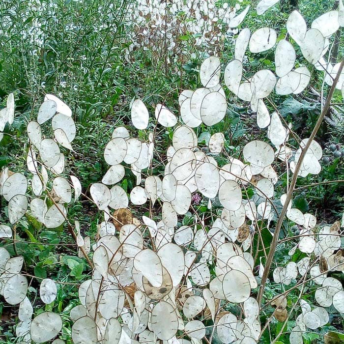 Насіння лунарії «Зимовий сад»