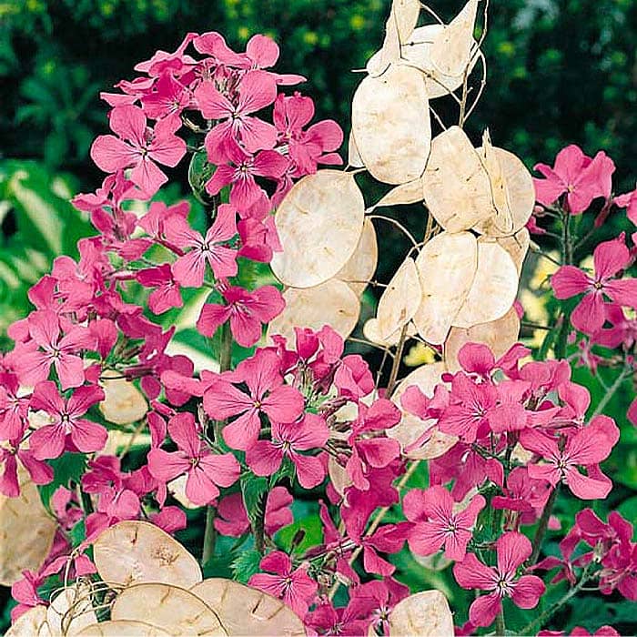 Насіння лунарії «Зимовий сад»