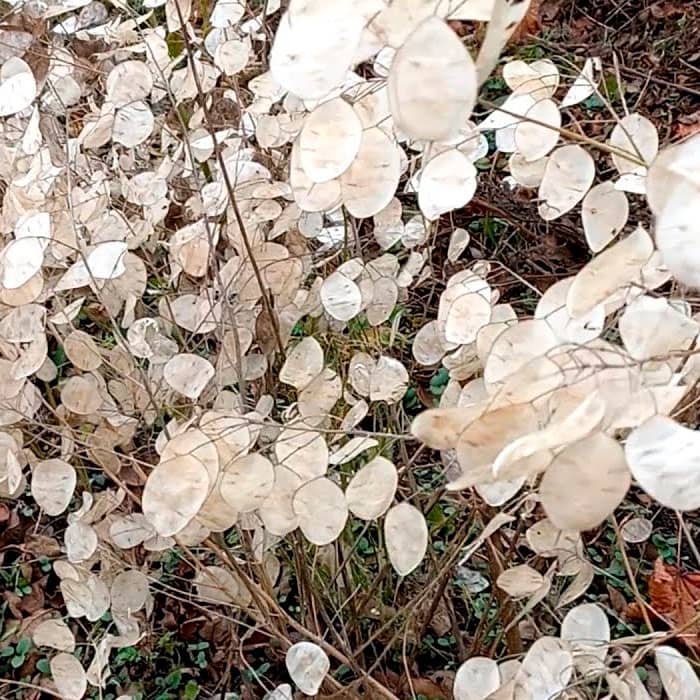 Насіння лунарії «Зимовий сад»