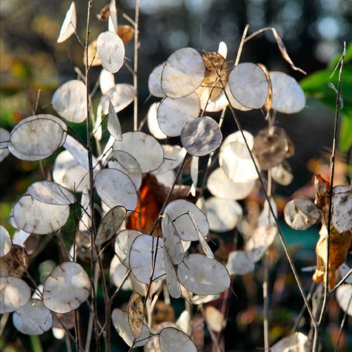 Насіння лунарії «Зимовий сад»