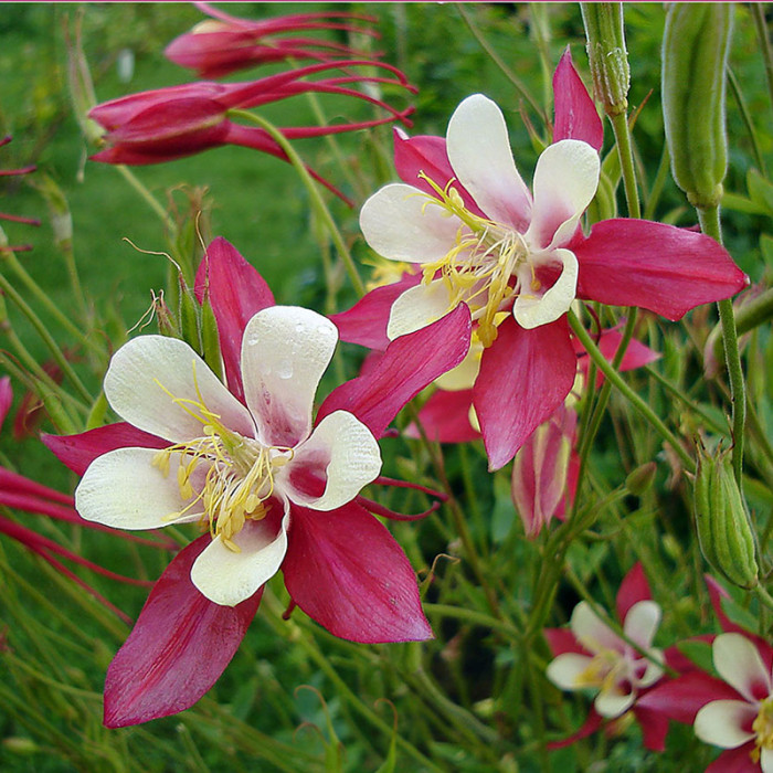 Насіння багаторічної аквілегії «Квін Елізабет F1» 0,1 г