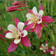 Насіння багаторічної аквілегії «Квін Елізабет F1» 0,1 г