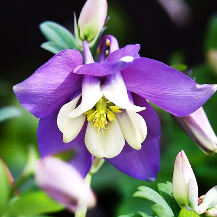 Насіння багаторічної аквілегії «Квін Елізабет F1» 0,1 г