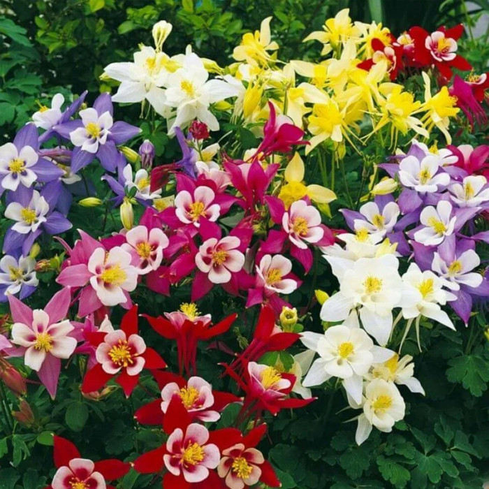 Насіння багаторічної аквілегії «Квін Елізабет F1» 0,1 г