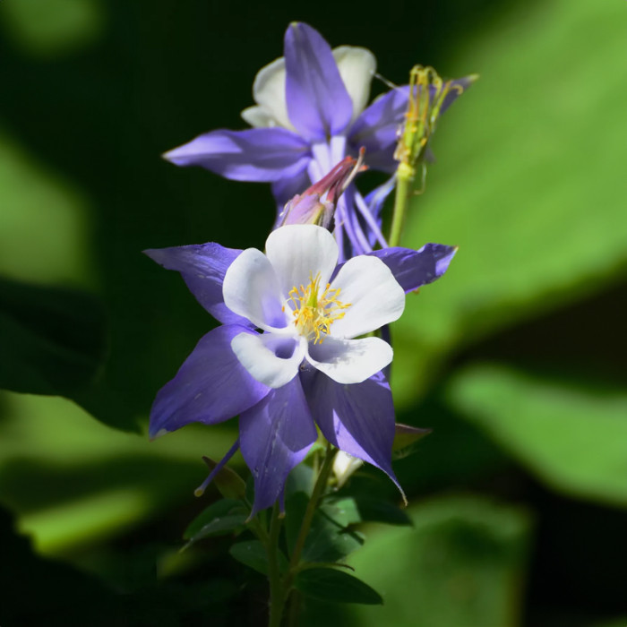 Насіння багаторічної аквілегії «Квін Елізабет F1» 0,1 г