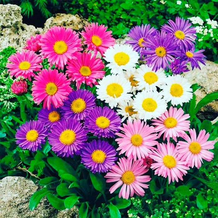 Насіння багаторічної айстри «Альпійська» 0,1 г