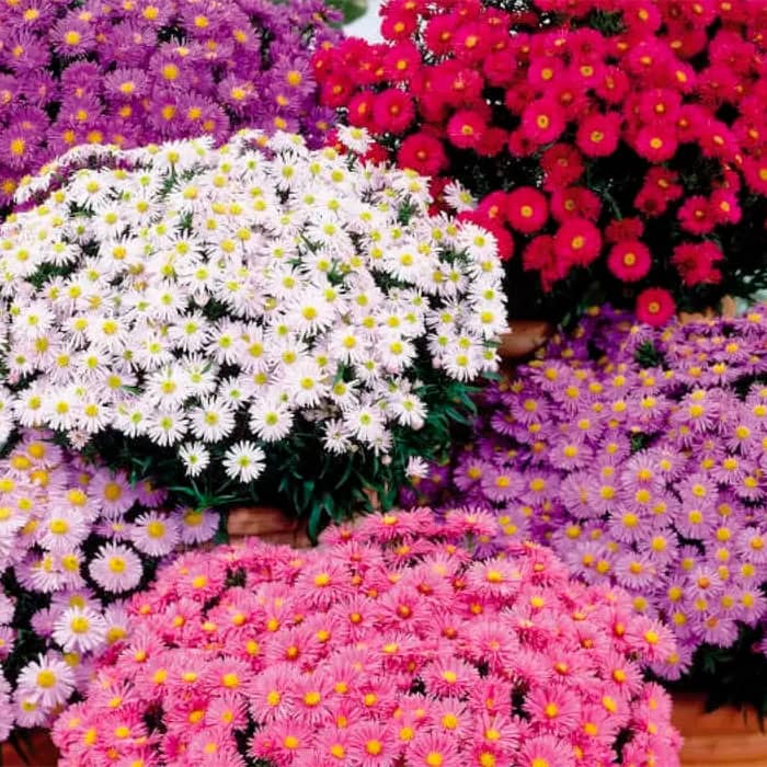 Насіння багаторічної айстри «Альпійська» 0,1 г