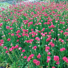 Насіння армерії «Майя»