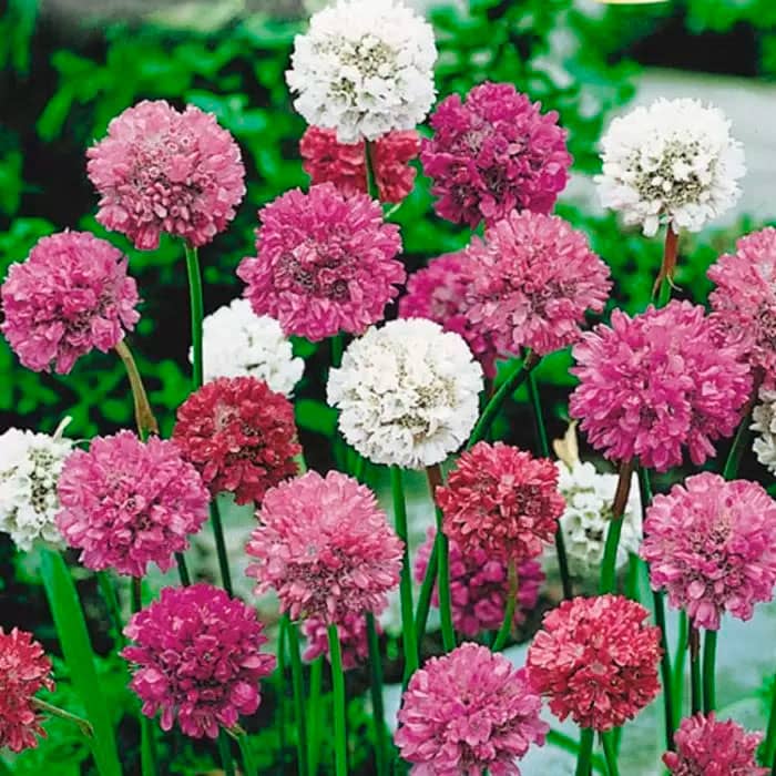 Насіння армерії «Майя»