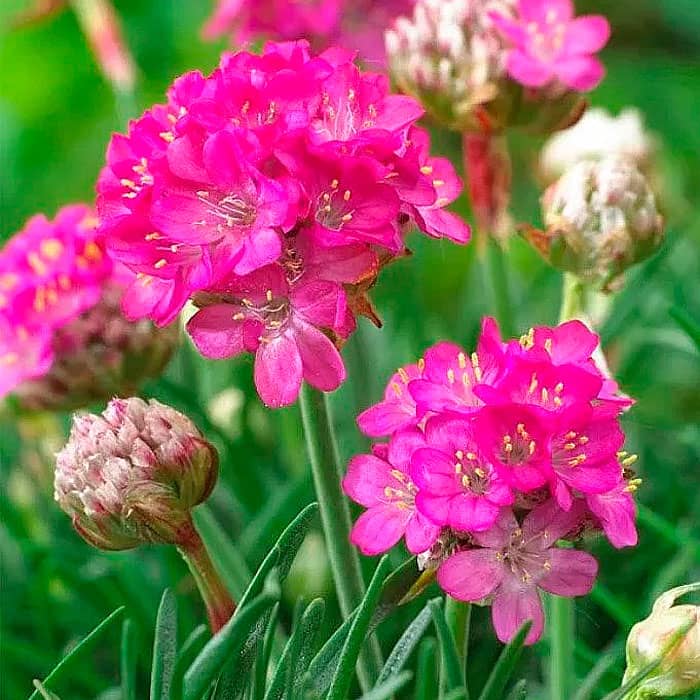 Насіння армерії «Майя»