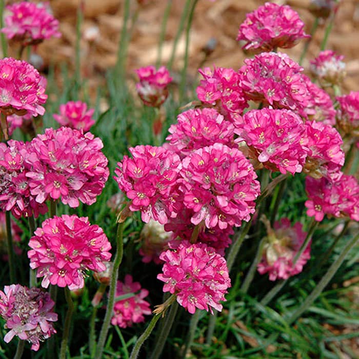 Насіння армерії «Майя»