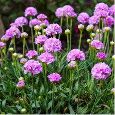 Насіння багаторічної армерії «Аріадна» 0,1 г