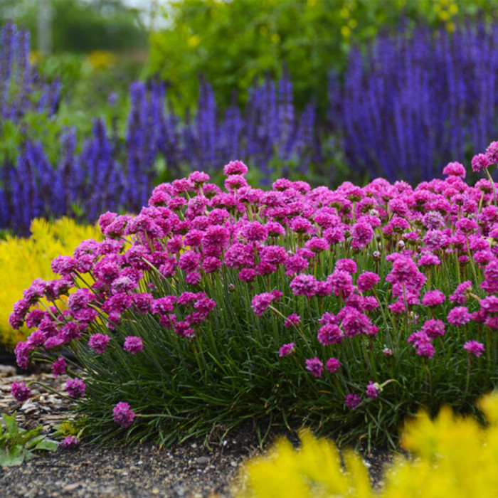 Насіння багаторічної армерії «Аріадна» 0,1 г