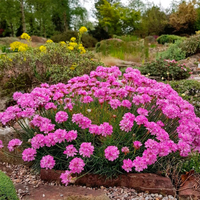 Насіння багаторічної армерії «Аріадна» 0,1 г