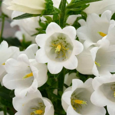 Насіння дзвіночка «Альпійський сніг»