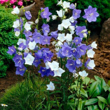 Насіння дзвоника «Карпатський» біло-блакитний