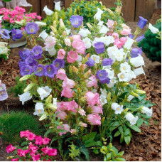 Насіння багаторічних дзвоників «Чашка з блюдцем» 0,1 г