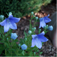 Насіння карпатських дзвоників «Гірський кришталь» 0,1 г