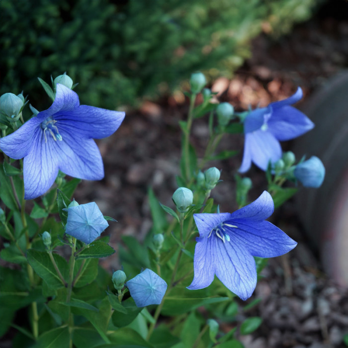 Насіння карпатських дзвоників «Гірський кришталь» 0,1 г