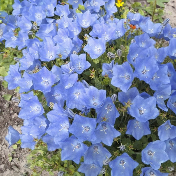 Насіння карпатських дзвоників «Гірський кришталь» 0,1 г