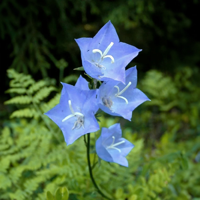 Насіння карпатських дзвоників «Гірський кришталь» 0,1 г