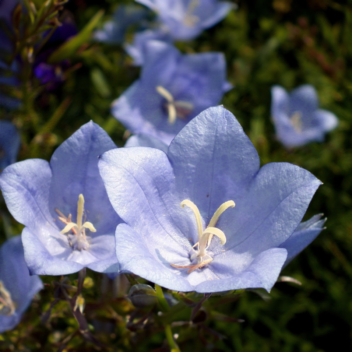 Насіння карпатських дзвоників «Гірський кришталь» 0,1 г