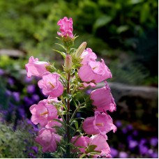 Насіння багаторічних дзвоників «Малиновий дзвін» 0,2 г