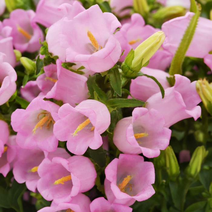 Насіння багаторічних дзвоників «Малиновий дзвін» 0,2 г