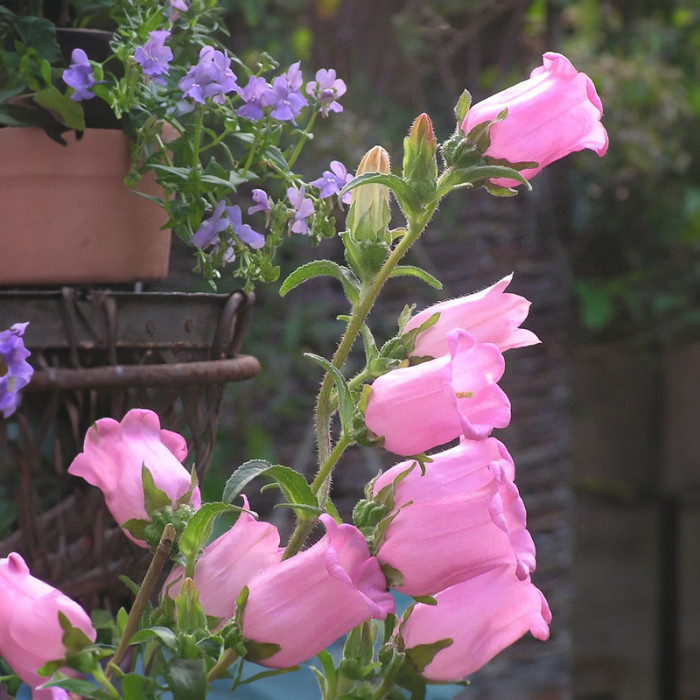 Насіння багаторічних дзвоників «Малиновий дзвін» 0,2 г
