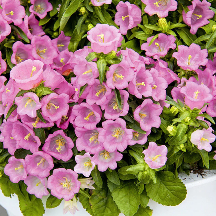 Насіння багаторічних дзвоників «Малиновий дзвін» 0,2 г