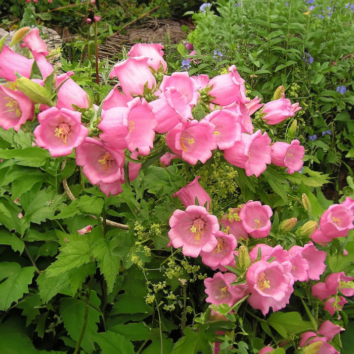 Насіння багаторічних дзвоників «Малиновий дзвін» 0,2 г