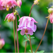 Насіння багаторічних дзвоників «Діамант» 0,15 г