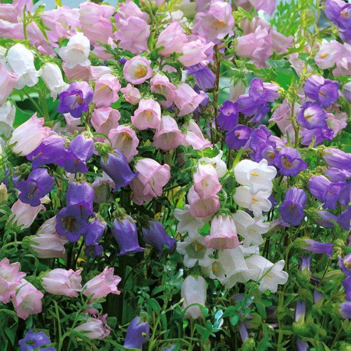 Насіння багаторічних дзвоників «Діамант» 0,15 г