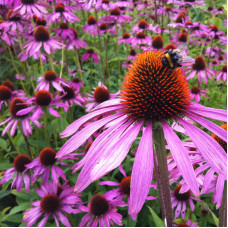 Насіння багаторічної ехінацеї «Пурпурова» 0,3 г