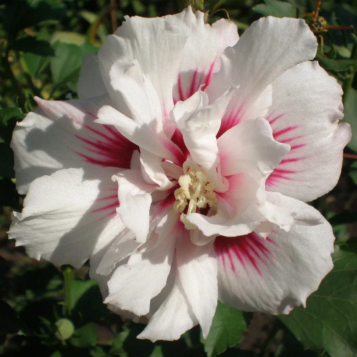 Насіння багаторічного гібіскусу «Шифоновий букет» 5 насінин