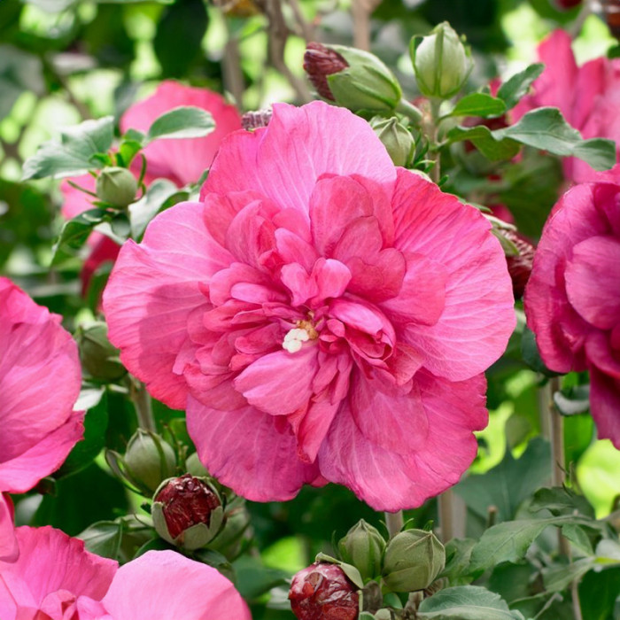 Насіння багаторічного гібіскусу «Шифоновий букет» 5 насінин