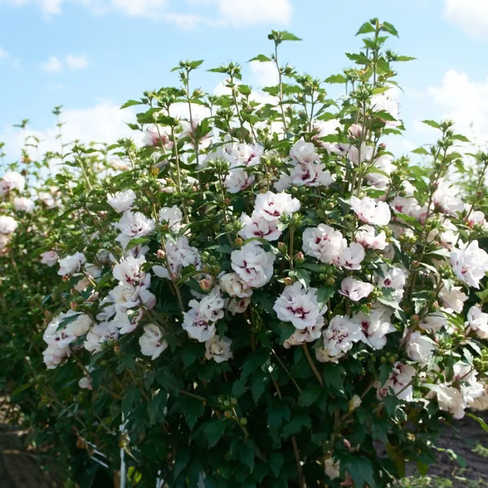 Насіння багаторічного гібіскусу «Шифоновий букет» 5 насінин