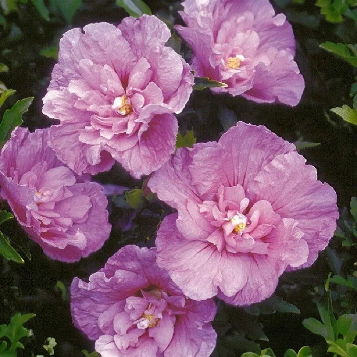 Насіння багаторічного гібіскусу «Шифоновий букет» 5 насінин