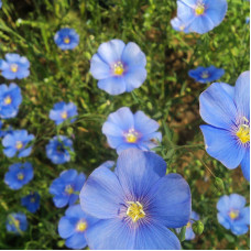 Насіння багаторічного льону «Блакитне озеро» 0,25 г