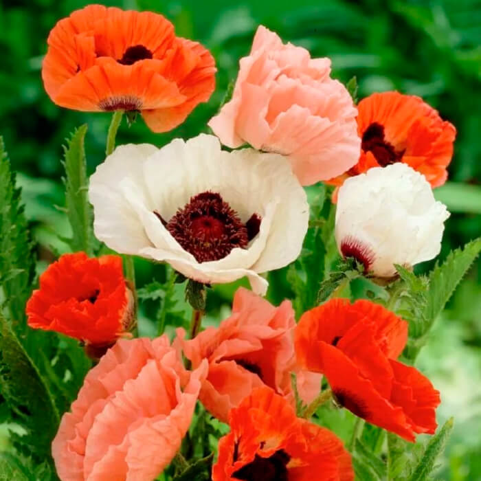 Насіння багаторічного маку «Фаєр Кінг»  0,1 г