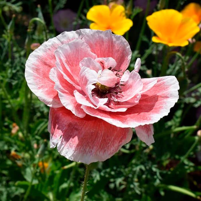 Насіння багаторічного маку «Фаєр Кінг»  0,1 г