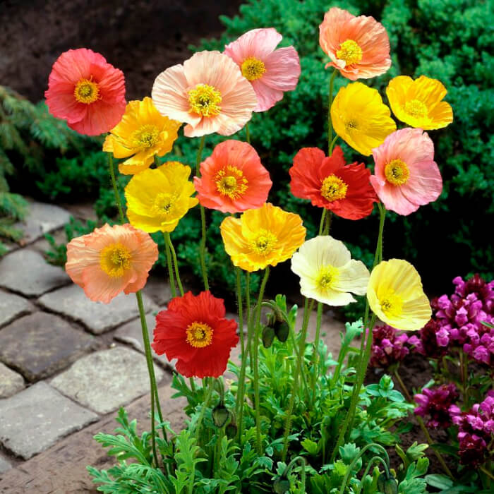 Насіння багаторічного маку «Фаєр Кінг»  0,1 г