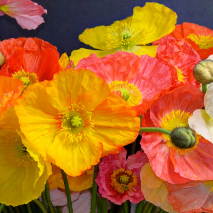 Насіння багаторічного маку «Фаєр Кінг»  0,1 г