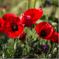 Насіння багаторічного маку східного «Султан»  0,1 г