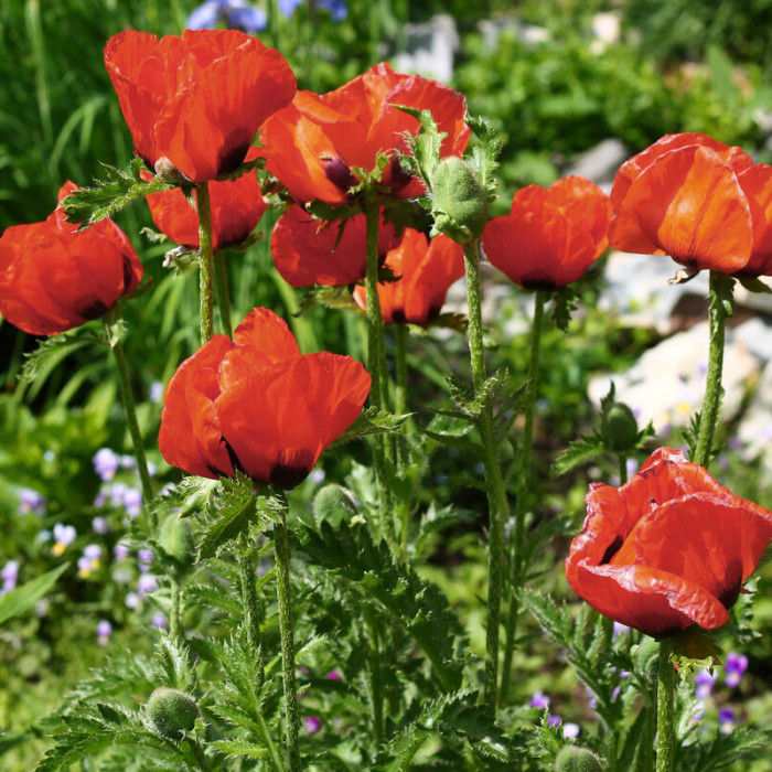 Насіння багаторічного маку східного «Емір»  0,1 г