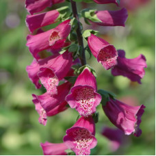 Насіння багаторічної наперстянки «Шампань» 0,15 г