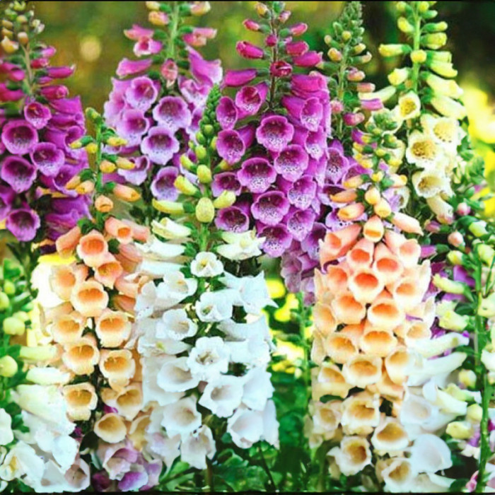 Насіння багаторічної наперстянки «Шампань» 0,15 г