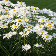 Насіння багаторічної ромашки садової «Принцеса» 0,2 г